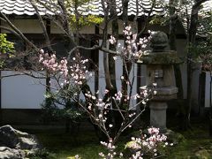 京の冬の旅　　～仁和寺・妙光寺～　