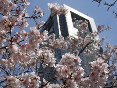 2009桜の新宿中央公園