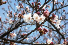 2009春、桜ちらほら天白川(2/3)：枝垂れ桜、木瓜、ソメイヨシノ、日本水仙