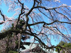東漸寺のしだれ桜は今、満開に  ☆樹齢330年を誇る名木の貫禄