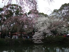 桜・つりびな・いちご狩り　激安ツアー