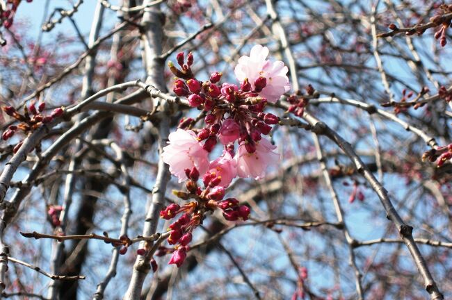 2009春、桜ちらほら天白川(3/3)：ソメイヨシノ、レンギョウ、木瓜、河川敷の花壇