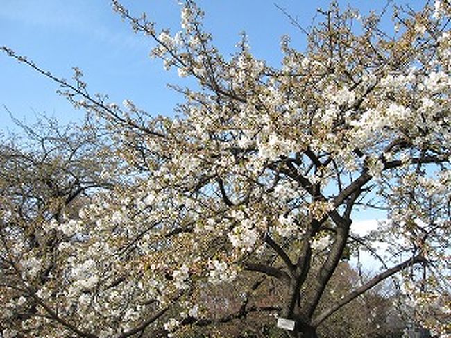 桜のつぼみがピンクになり始めると時期を同じくして、東京は肌寒い日が続くようになりました。<br />長期予報の開花予想では満開になるはずだったソメイヨシノも、未だ１分咲きといった感じです。<br />でも、気持のよい青空のもと、少しだけですが、先始めた桜を楽しみに小石川植物園に出かけました。<br />地下鉄丸ノ内線の茗荷谷駅から播磨坂の桜並木を通って小石川植物園に向かいます。満開を目論んで、さくらまつりが開催されていましたが、さくらの開花はちょっとあてが外れた感じでした。<br />でも植物園の中は、同じソメイヨシノとはいっても細かく種類が分かれるようで、かなり咲いている種類もあって、とても楽しめました。