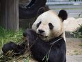 ちょっとそこまでパンダに癒されに　～王子動物園・シマウマ舎完成～