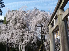 第二回京都南部コミュオフ会【その２】大石神社の花見（京都市山科区）