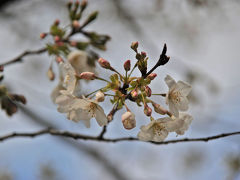 桜・サクラ・さくら…～MTBで走りながら１・富士宮市内～