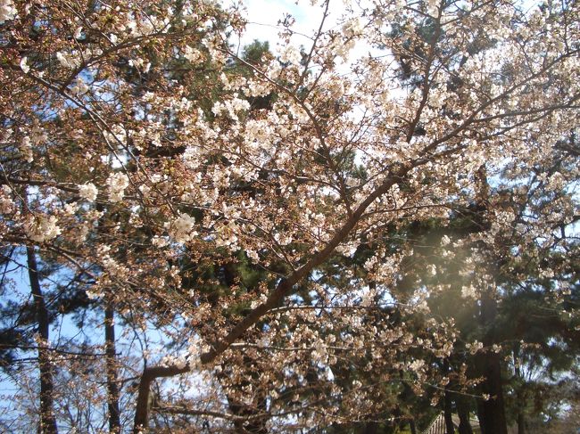 ２００９．３．２９(日）<br />夙川公園　お花見　今週の春冷えで、<br />お花見は、来週４月３日(土）以降か