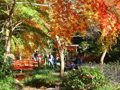 紅葉の奥湯河原と香り漂うみかんの郷ウォーキング