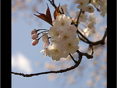 嬉野町吉田地区の”百年桜”
