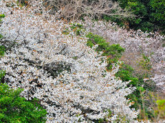 2009.3　勝浦の山桜