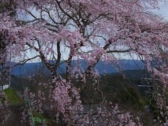 奈良・京都＜桜＞紀行！（吉野一目千本が・・・）