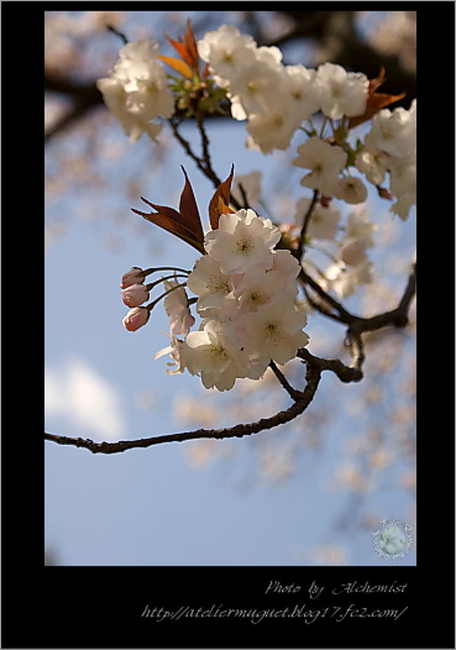 2009年3月26日（晴天）<br />この日を狙って、百年桜を観にいってきました。<br />茶畑の中の一本桜です。<br />山桜にも関わらず、八重桜で可愛い花姿です。<br />茶畑とのコラボは見事な桜♪<br /><br />http://ateliermuguet.blog17.fc2.com/blog-entry-152.html
