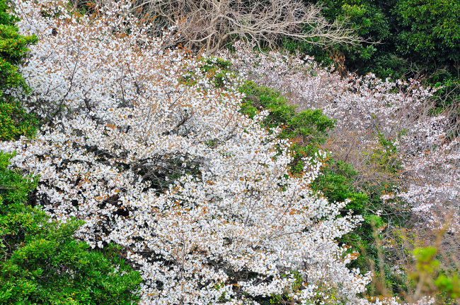 今年の山桜は、一斉には咲揃わず、少し物足りません。<br />一部開花後の気温上昇が鈍く、日当たりや品種によって、開花時期がずれてしまったようです。<br />それでも山の急斜面に転々と散るピンクや白は、平地に人が植えた染井吉野にはない趣が感じられます。