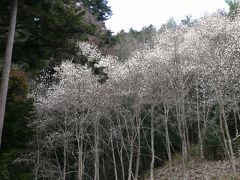 安志加茂神社のコブシ林