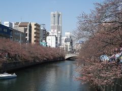 大岡川の桜とジャックの塔  *ステンドグラス修復完成式典*