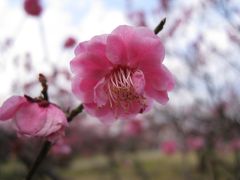 梅の花と大きな公園の旅