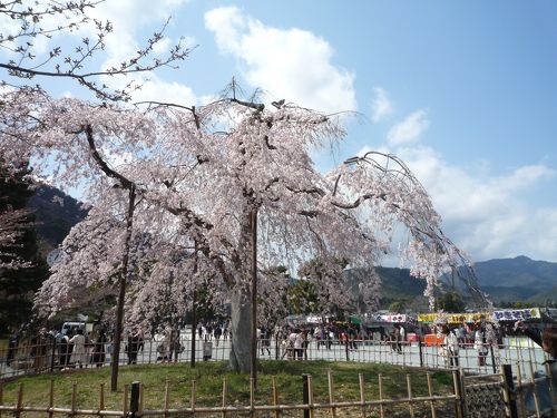 嵐山の桜 2009年3月29日』嵐山・嵯峨野・太秦・桂(京都