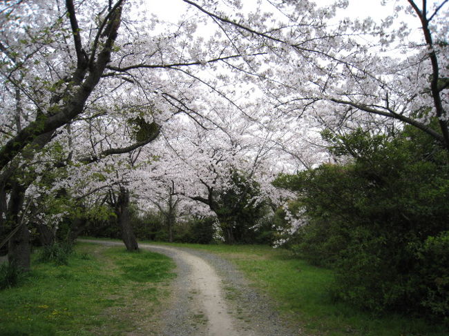福岡　西公園　桜