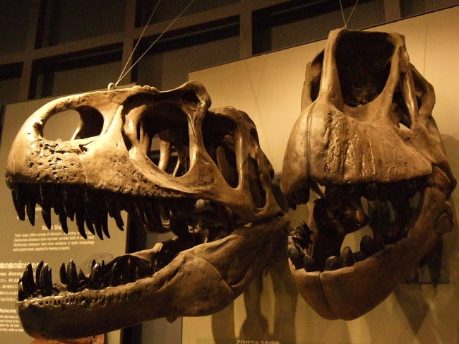 福井県は多くの恐竜の化石が発見されていることはご存知でしたか?<br />・・・というか福井県をよく知らない方が多いのですが。<br />恐竜博物館の在る福井県勝山市。<br />Wikipediaで調べてみると、世界有数の経済誌「フォーブス」世界でもっとも綺麗な都市25位に選ばれたと書かれていまして―。　確か新聞でそんな記事読んだこと有ったような気がします。基準がわからないので何のコメントも出来ないのですが、ただただ意外。良い所には間違いないのですがネ！<br /><br />気をを取り直し、勝山市。　これまでに数多くの恐竜の化石が発掘されています。　その中には新発見！　新種！とか学術的に貴重な物が多数含まれています。時々ニュースで紹介されていますので、チェックしてみてくださいね。<br />そしてここには、少年の心をくすぐる「恐竜」をテーマにした「恐竜博物館」が在るのです。<br /><br />年に何回も子供のお付き合いで訪れているので、今後少しずつ紹介していこうと思っています〜♪　まずはPart１！