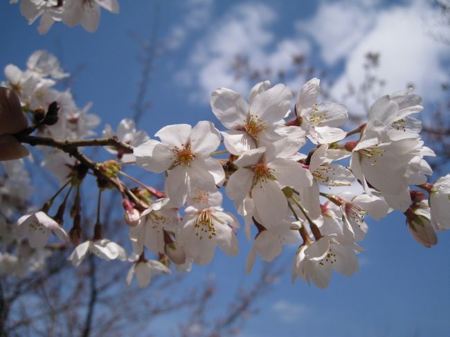 今年のお花見は、岡崎南公園で味を占めた大きなお手頃公園！ｌってことで<br />碧南にある「明石公園」に決定！<br />昨年は、お弁当を作る時間がなくてファミレスランチになってしまったので<br />前回の反省を踏まえ、前日からお弁当の下準備を万全に整えました。w<br /><br />朝食用に、ヤマザキのランチパックを大量購入してあったので<br />お弁当とお茶にジュース、更にランチパックを携えて<br />兄家に到着したのは…なんと6時半前！<br />さすがに兄嫁以外はまだ寝てるかなーと思っていたら<br />甥っ子も姪っ子も既に起床済み。いやはや、早起きでございます。w<br /><br />お腹空いたので、兄が起きるのを待たずに皆で<br />前日の夜放送されていたコナンの録画を見つつ、朝食をもしゃもしゃ…。<br />兄を含めた皆の支度が整った8時半頃、明石公園に向けて出発〜☆<br /><br />そうそう、今日は緊急経済対策の一環である高速料金値下げが施行される日。<br />まず間違いなく高速道路は激混みしているだろうと予想して、のんびり一家は23号をチョイス。<br />またしてもナビが示す細道に入ったり、コンビニに立ち寄ったりしつつ、1時間ちょっとかけて到着。<br />10時前に到着したからか、駐車場はまだ随分と空いていました。