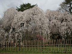 桜を求めて京都へ