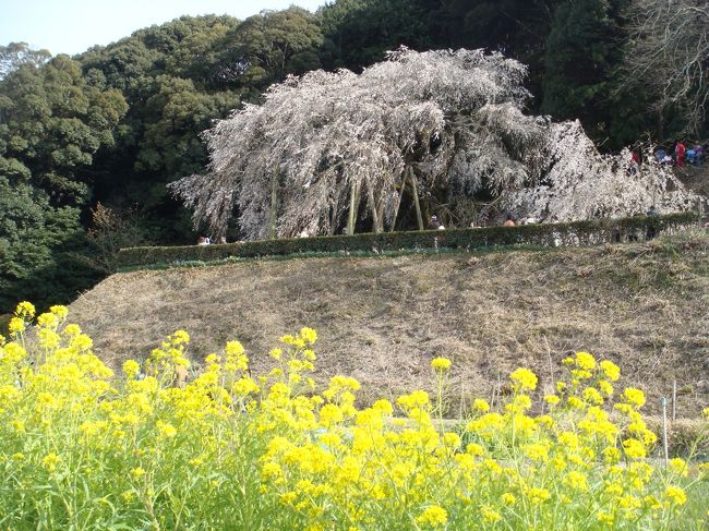 ３月末には満開になるであろうはずのソメイヨシノも寒の戻りでまだ眠ったまま。<br /><br />桜が咲いているところを探したら、岡崎・奥山田のしだれ桜が満開を迎えているらしいとのことで。