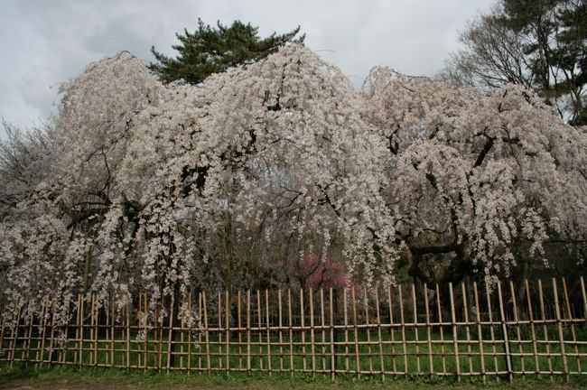 旅行を決めた時は、温かい日が続いていました。<br />このまま続けば今年は桜は早めかも？と思い、<br />ちょうど休みだったため思い切って夕方出発で、泊まりで行くことに。<br />さすがに１週間前の、春休みシーズンなかなか宿が見つからない。。<br />やっと見つけたのが鴨川沿いの旅館朝食付き８５００円。<br />これがヒットでした。<br /><br />夜は、祇園の元勢さんを予約、美味しゅうございました。<br /><br />今回のコースは、桜が咲いていそうな場所に絞って、<br />京都御苑→平安神宮→平野神社→金閣寺<br />予定では下鴨神社にも行きたかったのですが、断念しました。<br />今年も寒い、お花見でした。<br /><br />