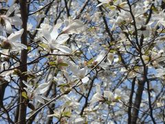 【行田公園】→法華経寺（2009年3月29日）桜は1～2部咲き