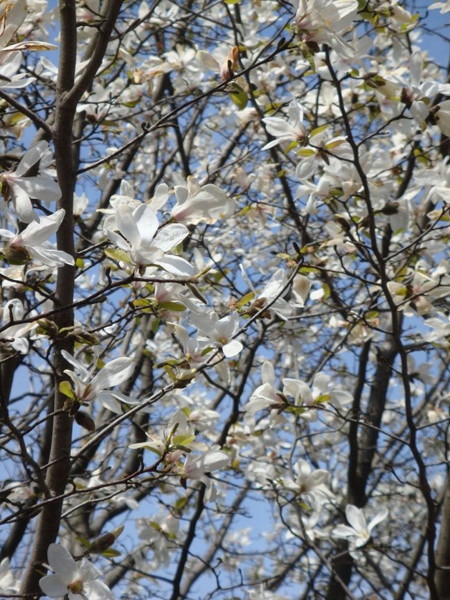 天気が良いとお弁当が美味しいです♪<br />お花見の場所を探して、行田公園に桜の下見に行ってきました。<br /><br />行田公園HP<br />http://www15.ocn.ne.jp/~gyoda-p/<br /><br />行田公園→【法華経寺】（2009年3月29日）桜は1～2部咲き<br />http://4travel.jp/traveler/taku3/album/10322385/
