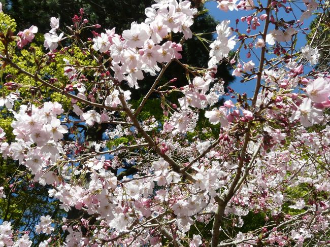 サンフランシスコには、ゴールデンゲート・パークと言う、とっても大きな公園があって、その中にジャパニーズ・ティーガーデンと言う、日本庭園があります。HPによるとアメリカでは最古の日本庭園だそうで、ここには、桜がたくさん植えられてるので、電話で聞いたら満開だとの事。早速、お花見に行って来ました。<br /><br />ジャパニーズ・ティーガーデンHP（英文）<br />http://www.golden-gate-park.com/index.php/gardens/japanese_tea_garden<br /><br />♪桜以外のお花、名前が判ったもの、<br />また、間違ってた物は<br />訂正し、随時、更新します。