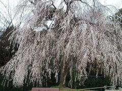 ２００９京の桜便り?　鴨川の桜