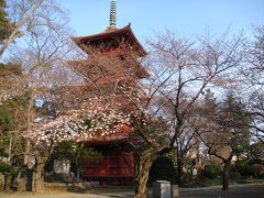 行田公園→【法華経寺】（2009年3月29日）桜は1～2部咲き
