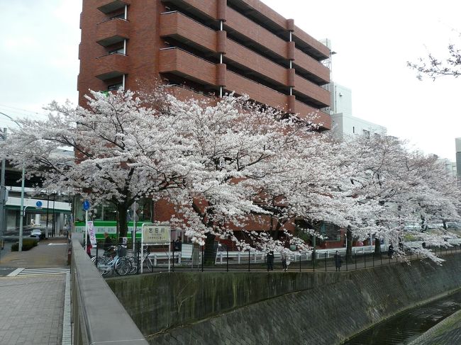 【近郊15】2009.3多摩，八王子大栗川散歩1-近所の桜はまだ3分咲きくらいです.→4/8満開！
