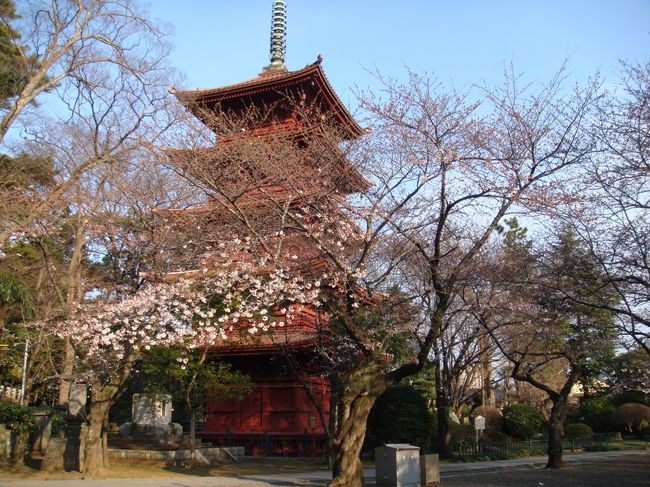 【行田公園】→法華経寺（2009年3月29日）桜は1～2部咲き<br />http://4travel.jp/traveler/taku3/album/10322275/<br />のつづきです。<br /><br />行田公園から中山競馬場横を経由して法華経寺へ。<br />ゆっくり景色を見ながら、徒歩で約30－40分くらいかな。<br />法華経寺へは裏から入りました。<br /><br />法華経寺HP<br />http://www.hokekyoji.com/index-new2.htm<br /><br />≪法華経寺関連のレポート≫<br />（2009年3月24日）【法華経寺】桜の開花はまだまだ・・・<br />http://4travel.jp/traveler/taku3/album/10321963/<br />（2009年4月2日）【法華経寺・清華園】桜は3～4部咲き<br />http://4travel.jp/traveler/taku3/album/10323262/<br />（2009年4月6日）【法華経寺】桜は満開<br />http://4travel.jp/traveler/taku3/album/10324495/<br />（2009年4月8日）【法華経寺】≪花まつり≫桜は散り始め<br />http://4travel.jp/traveler/taku3/album/10325153/<br />