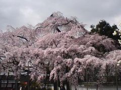京都桜見ごろ２００９（その１）