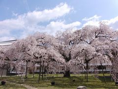 早咲き桜　ｉｎ　京都（２００９）