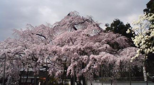 2泊3日で関西方面（和歌山・京都）の桜を見に行ってきました。<br /><br />青春１８切符とお手軽ホテル（1日目３５００円、2日目４９９０円）で節約旅行です。<br /><br />１日目天竜川駅６：００に出発、京都山科へは１０：４０頃着きます。快速もあるので、普通でもあまり疲れませんよ。<br /><br />まず、醍醐寺・・・枝垂桜が満開！感動！もうこれが見られただけで今日は満足！！<br />小雨が降ってきて寒い日でした。勧修寺はパス。<br /><br />地下鉄で山科までもどって、毘沙門堂へ。なだらかな坂のあと長い階段！結構きつい。本堂の襖絵には驚き！！なんと絵が動く・・・すごく不思議な絵ばかり。是非一見あり。枝垂桜は、残念ながらつぼみ。開花、満開まではあと１〜２週間か？<br /><br />京都までもどりバスで東寺へ。さすが日本最大の五重塔。桜とマッチして素晴らしい。<br /><br />宿泊は大阪のビジネスホテル「ホテル近畿」格安ツイン１人３５００円２人で７０００円。改装後で部屋はとても綺麗で申し分なし。横にコンビにや居酒屋などある繁華街。<br /><br />２日目和歌山まで青春１８切符で。紀三井寺駅まで行き、そこから徒歩１０分程度。山の中腹にある紀三井寺へ。桜はまだ３分咲き程度。<br /><br />電車でもどる途中の山中谷は桜のトンネル！８分咲きだが見事。<br /><br />紀伊駅下車。路線バスで１５分、そこから徒歩１５分ぐらいで根来寺へ。ソメイヨシノや山桜が満開！総門も壮大で見事桜とマッチして素晴らしい。国宝の大塔。桜もそこらじゅうで満開！！山は桜でピンク色に染まり。感動！<br /><br />郡山城桜祭りでしたが。桜はまだまだ。1分から3分程度。今度の土日がいいかなー。<br /><br />新大阪に戻り、新大阪ステーションホテルに宿泊。駅から徒歩４分だが、周りは閑散としていて寂しい所。コンビにも近くになし。あまり勧められない。