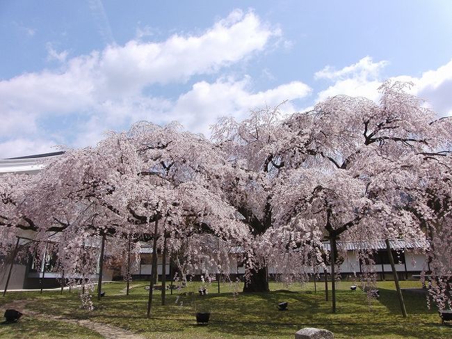 【お花見　in　２００９　第１段】<br /><br />２００９年３月２９日に早咲きの桜を見に行きました。<br /><br />醍醐寺、京都御苑、祇園白川、円山公園、高台寺に行きました。<br /><br />荘厳な枝垂れ桜が中心でした。<br /><br />綺麗な枝垂桜を初めて見ましたので圧巻でした。