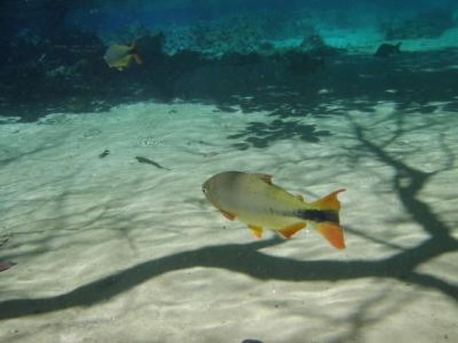 ブラジル中央部に広大に広がる、パンタナール平原。<br />　その南側に、ポルトガル語で「美しい」という意味の町、ボニートがあります。<br /><br />　そののびのびとした美しさは、まさにボニート。<br />　小さな町なのに、その周りには素晴らしい自然がたくさんあります。<br /><br />ボニート(美しい)という名前の町1 のどかできれいな町 そして、青の洞窟<br />http://mota2008.blog25.fc2.com/blog-entry-171.html<br /><br />　のどかな町と、あり得ない青さの池がある洞窟。<br /><br />ボニート(美しい)という名前の町2 魚が飛んでいるかのように見える透明な川に潜る<br />http://mota2008.blog25.fc2.com/blog-entry-172.html<br /><br />　湧き水が流れているが故に、まるで空気のように澄んでいる川と、そこにいる派手な川魚<br /><br />ボニート(美しい)という名前の町3 狂気！70メートルをロープ一本で垂直降下 アニュマス垂直洞窟<br />http://mota2008.blog25.fc2.com/blog-entry-173.html<br /><br />　70メートルにもおよぶ垂直の穴を、ロープ一本で降りるという狂気のアクティビティ<br /><br />　その全てが、私の常識を遙かに凌駕する、とんでもない自然の産物でした。<br />　とにかく、ブラジルの自然は底知れない。<br /><br />