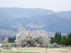 『一心行の大桜』満開でした