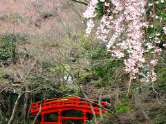 小石川後楽園の桜はいち早く　☆名所を訪ね歩いて