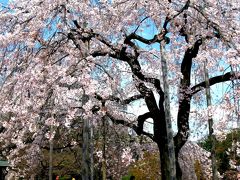 小石川後楽園＊満開の馬場桜　☆華麗なピンクが一面に