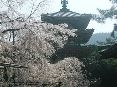 ２００８　京の桜巡り　?　【 醍醐寺の枝垂れ桜は圧巻です！】　