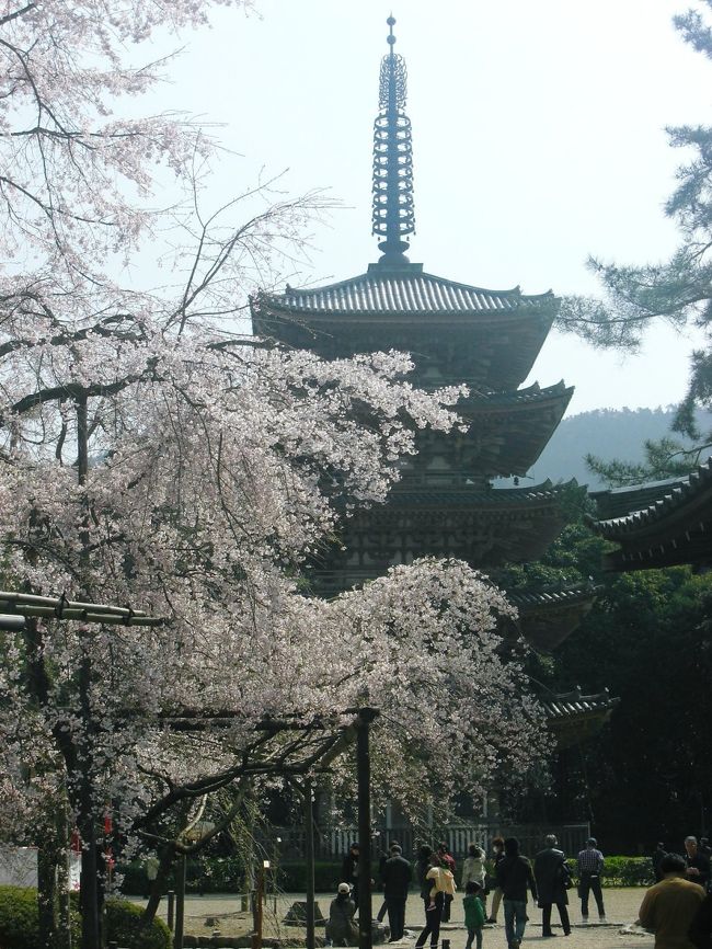 開花宣言が出たと思ったら寒の戻りで冷え込み、桜の開花も足踏み状態（＞＜） <br />やっとぽかぽか陽気が戻ってきたので、見頃情報が出ていた醍醐寺へ娘とお花見♪<br /> <br />京都には桜の名所が沢山あるけど、その中のお薦めのひとつが醍醐寺！ <br />一度見たらきっとまた見たくなる、圧巻の枝垂れ桜があります♪ <br /><br />花見など興味のない娘もこれはスゴイね！と見惚れていました（＾＾）<br /> <br />桜を堪能したい方はちょっと高いなぁ〜と思っても３枚つづりの共通券(1500円)をどうぞ！<br /><br />醍醐寺　http://www.daigoji.or.jp/<br /><br />2009京の桜巡り(醍醐寺)旅行記　http://4travel.jp/traveler/sumiyosi/album/10322650/