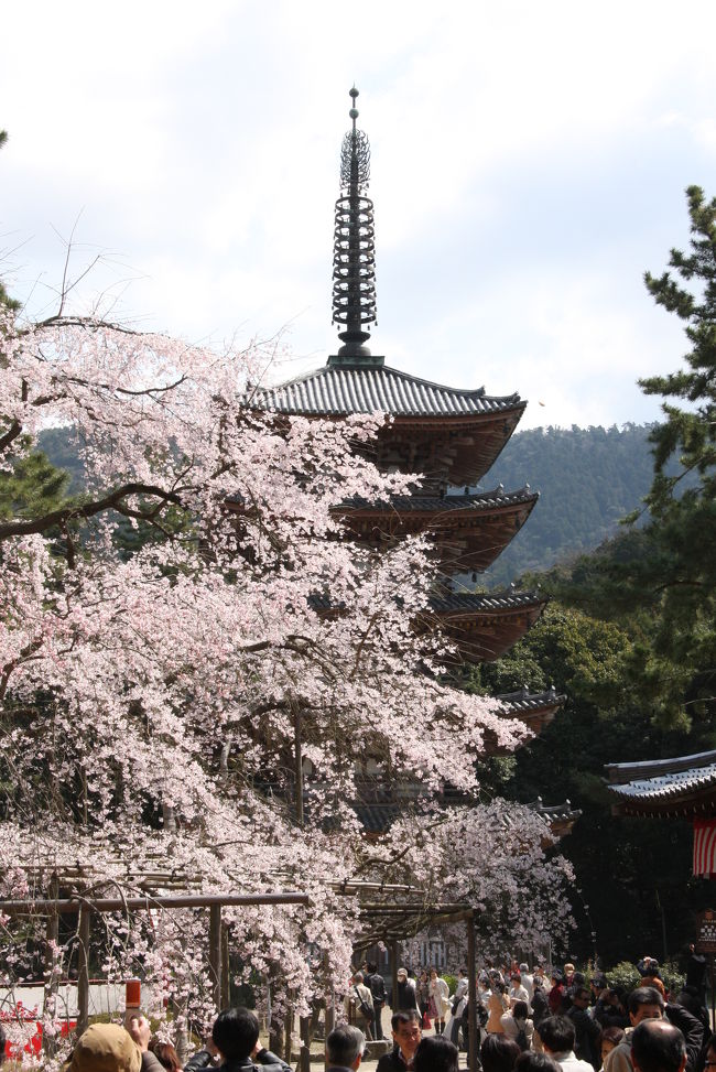 京都・醍醐寺へお花見に行きました。<br />豊臣秀吉による「醍醐の花見」の行われた地としても有名です。<br />今年は、桜の開花が早くなるとの予報でしたが、ここに来ての花冷えが続いたせいか、京都市内の桜の名所もまだ、咲き初め。<br />そんな中、ここ醍醐寺は見ごろ間近とあって、大勢の花見客が訪れていました。<br /><br />醍醐寺の伽藍、三宝院、霊宝館の三か所それぞれが拝観料600円です。3ヶ所まとめると1500円に割引です。<br />入口に近い三宝院は混むので、奥の伽藍に入る仁王門で入場券を買うのが良さそうです。