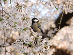 京都御所の糸桜