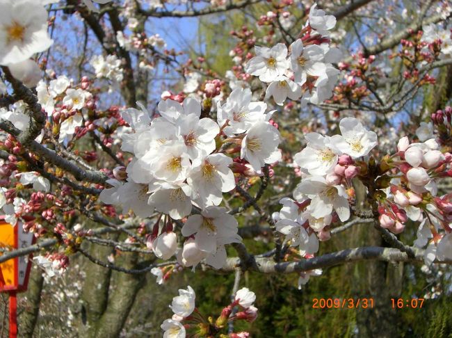 陽気に誘われて桜で有名な日岡山公園に行ってきました。<br /><br />しかし残念なのは、まだ４分咲きや７分咲きのまだら咲きで<br /><br />満開には程遠い状況でした。<br /><br />帰りは帰路に有る神社に寄って帰りました。<br /><br />日本人はやはり桜と神社ですね。