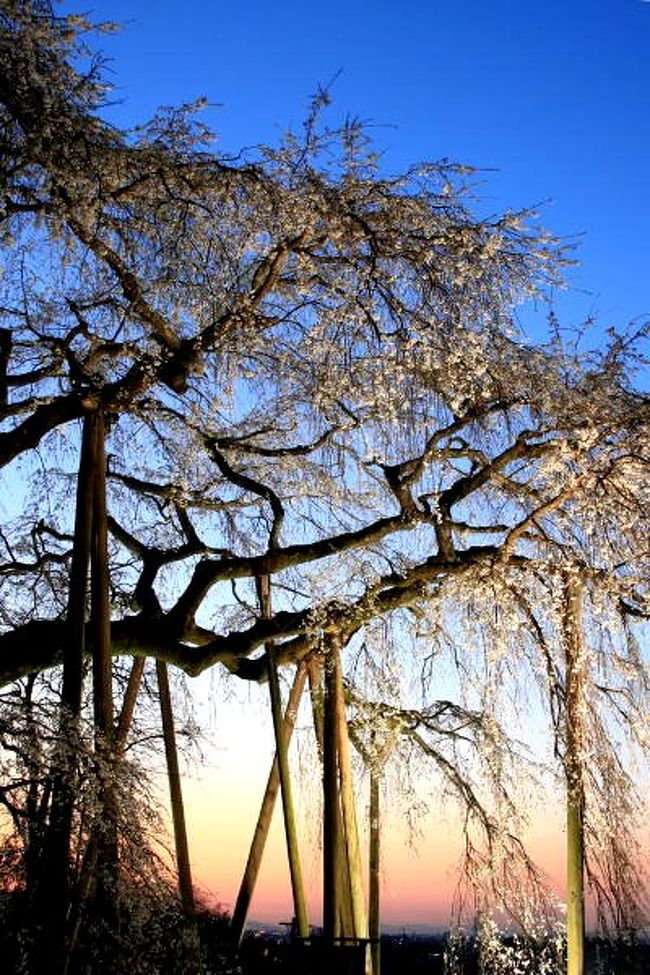 岡崎市指定文化財になっている樹齢1300年をこえる天然記念物・奥山田のしだれ桜を見に行ってきました。<br />東名高速道路と東海環状道路が交差する豊田JCTの近くの山里にポツンと咲いていました。<br />この桜は、エドヒガンザクラの枝垂れ種で、持統天皇の村積山行幸の際のお手植えだと言われています。<br /><br />写真は、夕暮れの奥山田しだれ桜。