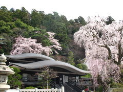 身延山　久遠寺のしだれ桜めぐり