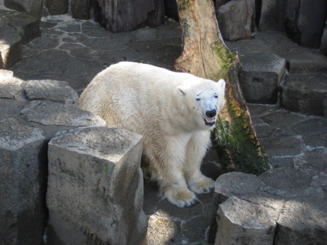 動物がみたいと上野動物園にいったところ無料開園日でした。